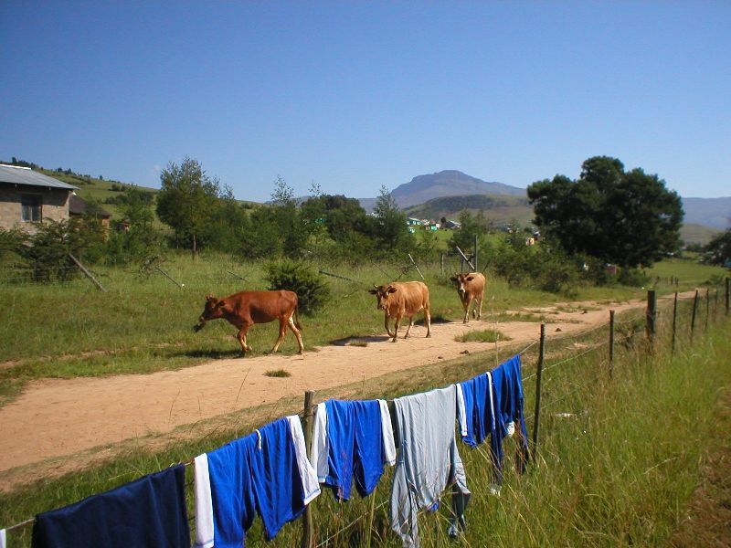 Another rural scene - the passing parade